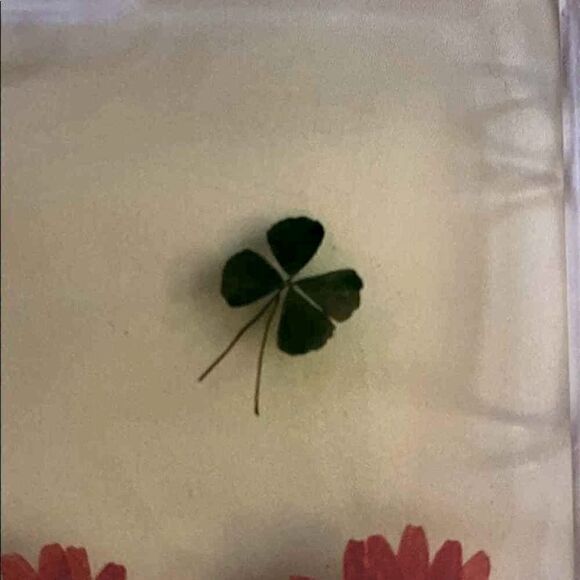 iPhone 6 Plus CLEAR SNAP Case w pressed flowers - Picture 3 of 7